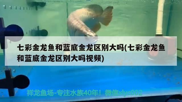 七彩金龍魚和藍底金龍區別大嗎(七彩金龍魚和藍底金龍區別大嗎視頻) 七彩金龍魚和藍底金龍區別大嗎(七彩金龍魚和藍底金龍區別大嗎視頻) 黃金貓魚百科