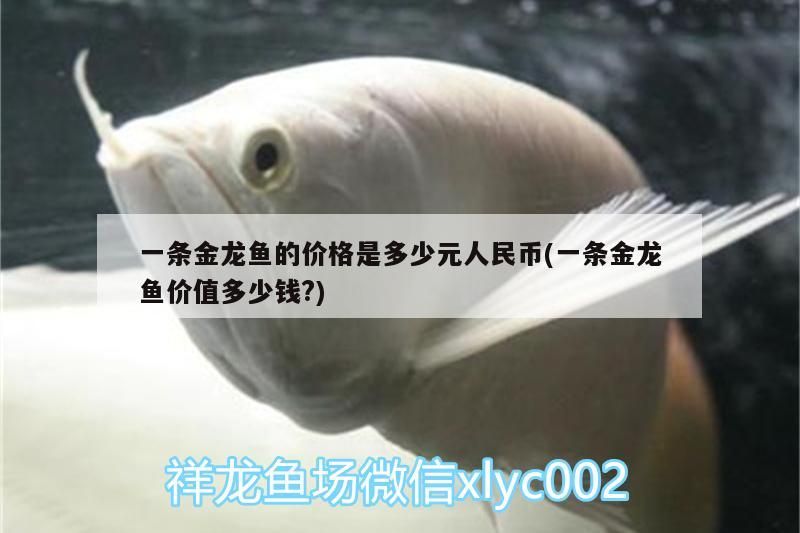 一條金龍魚的價(jià)格是多少元人民幣(一條金龍魚價(jià)值多少錢?)