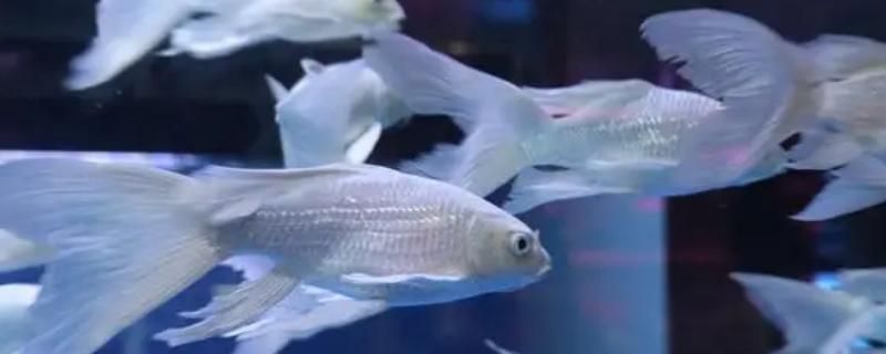 蝴蝶鯉趴缸最快的恢復方法（蝴蝶鯉趴缸快速恢復方法）