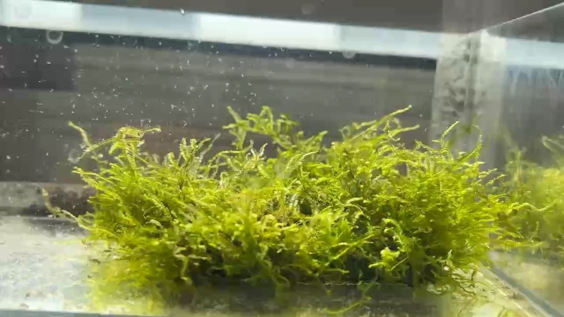 莫斯