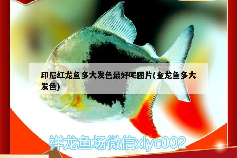 印尼紅龍魚多大發(fā)色最好呢圖片(金龍魚多大發(fā)色)