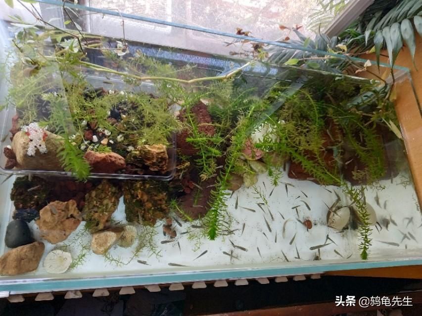 龍魚喜歡沉底(龍魚沉底不動怎么補(bǔ)救)