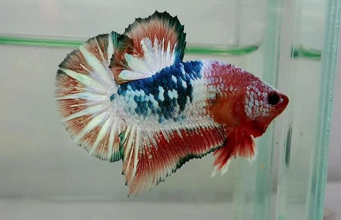 黃金貓魚為什么那么貴呢圖片(金魚很貴嗎)