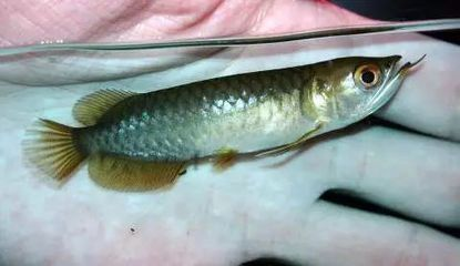 龍魚缸哪個牌子性價比高些，龍魚缸材質對比評測