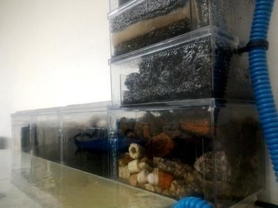 60上濾魚缸養(yǎng)什么魚：60上濾魚缸養(yǎng)魚注意事項60上濾魚缸養(yǎng)魚注意事項 60上濾魚缸養(yǎng)什么魚：60上濾魚缸養(yǎng)魚注意事項60上濾魚缸養(yǎng)魚注意事項 魚缸百科 第3張