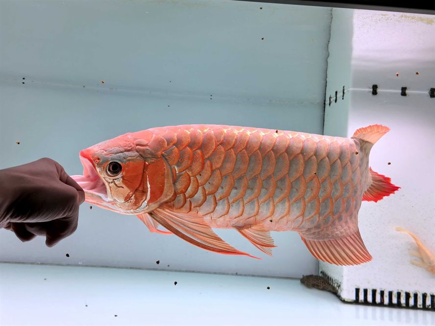 又是一年之后的火焰尾一字背印尼直購紅龍 意料之中的美麗 畢竟 真的有好好在飼養