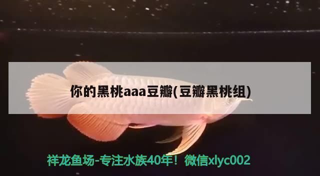 你的黑桃aaa豆瓣(豆瓣黑桃組) 你的黑桃aaa豆瓣(豆瓣黑桃組) 錦鯉魚百科