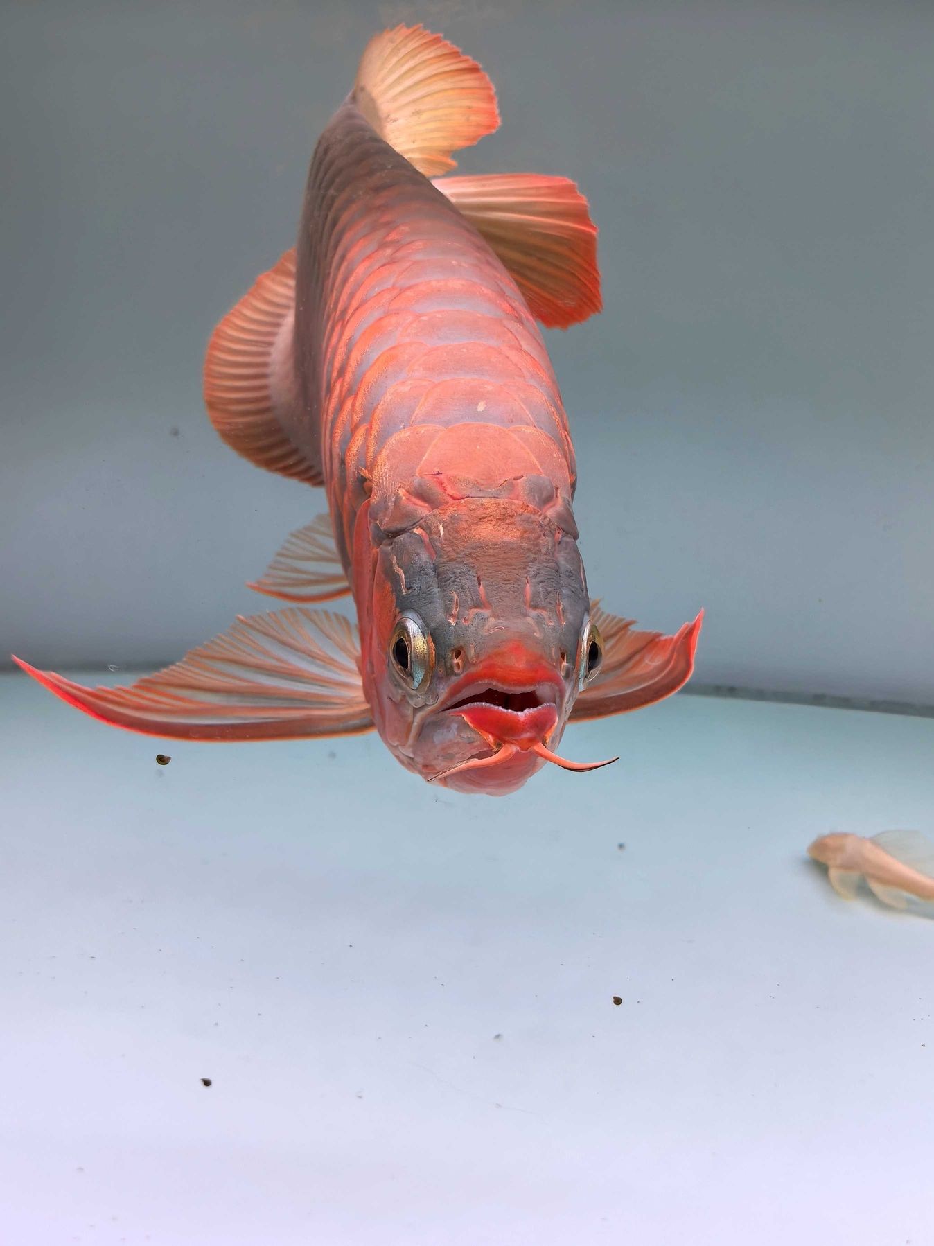 又是一年之后的火焰尾一字背印尼直購紅龍 意料之中的美麗 畢竟 真的有好好在飼養