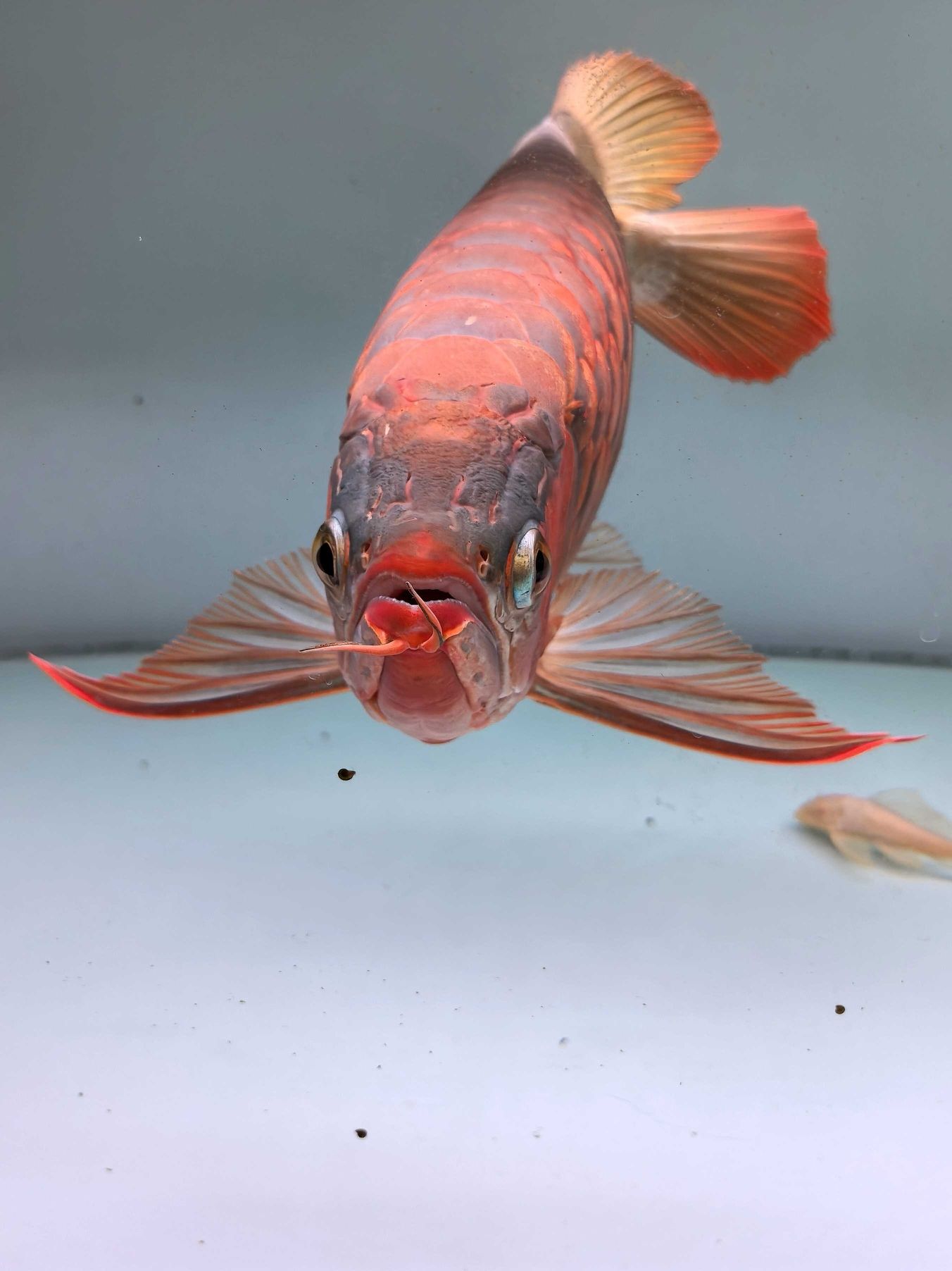 又是一年之后的火焰尾一字背印尼直購紅龍 意料之中的美麗 畢竟 真的有好好在飼養