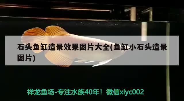 石頭魚缸造景效果圖片大全(魚缸小石頭造景圖片)