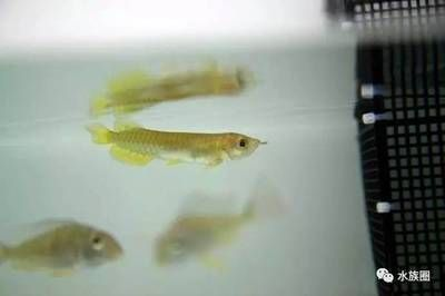 龍魚打架怎么辦?vs祥龍魚場:如何預防龍魚打架 vs祥龍魚場 第5張 龍魚打架怎么辦?vs祥龍魚場:如何預防龍魚打架 龍魚打架怎么辦?vs祥龍魚場:如何預防龍魚打架 vs祥龍魚場 第5張