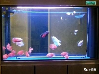 觀賞魚出售不管合法么為什么（觀賞魚市場(chǎng)的法律框架） 觀賞魚出售不管合法么為什么（觀賞魚市場(chǎng)的法律框架） 伊罕水族 第3張