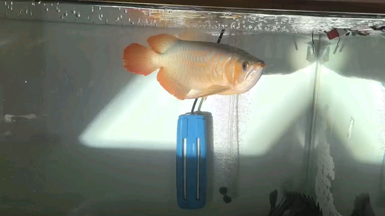 來個動靜 來個動靜 龍魚論壇