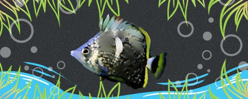 鍛鐵蝴蝶魚好養嗎怎么養