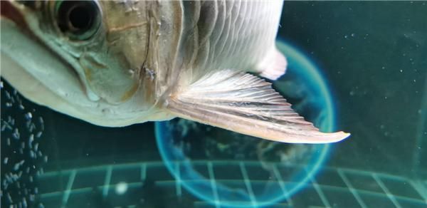 速倍妥檢疫用量:速倍妥檢疫用品分類 速倍妥魚糧魚藥 第1張 速倍妥檢疫用量:速倍妥檢疫用品分類 速倍妥檢疫用量:速倍妥檢疫用品分類 速倍妥魚糧魚藥 第1張