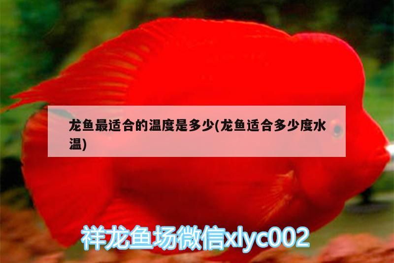 龍魚最適合的溫度是多少(龍魚適合多少度水溫)
