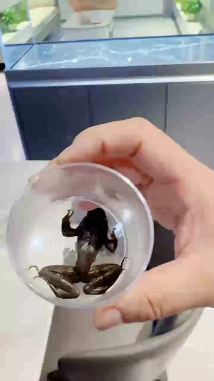 改善伙食一口一個嘎嘣脆