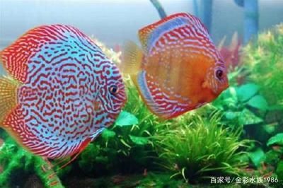 5mm魚(yú)缸承重:5mm魚(yú)缸的承重能力要提高魚(yú)缸的承重能力和承重能力 魚(yú)缸百科 第1張 5mm魚(yú)缸承重:5mm魚(yú)缸的承重能力要提高魚(yú)缸的承重能力和承重能力 5mm魚(yú)缸承重:5mm魚(yú)缸的承重能力要提高魚(yú)缸的承重能力和承重能力 魚(yú)缸百科 第1張