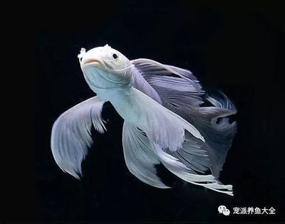 球體蝴蝶鯉怎么養（球體蝴蝶鯉的飼養）