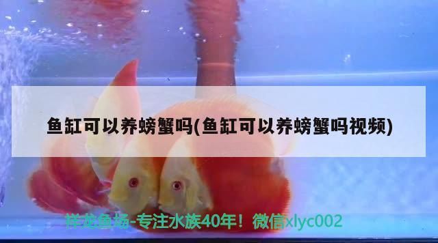 魚缸可以養螃蟹嗎(魚缸可以養螃蟹嗎視頻) 魚缸可以養螃蟹嗎(魚缸可以養螃蟹嗎視頻) 錦鯉魚百科