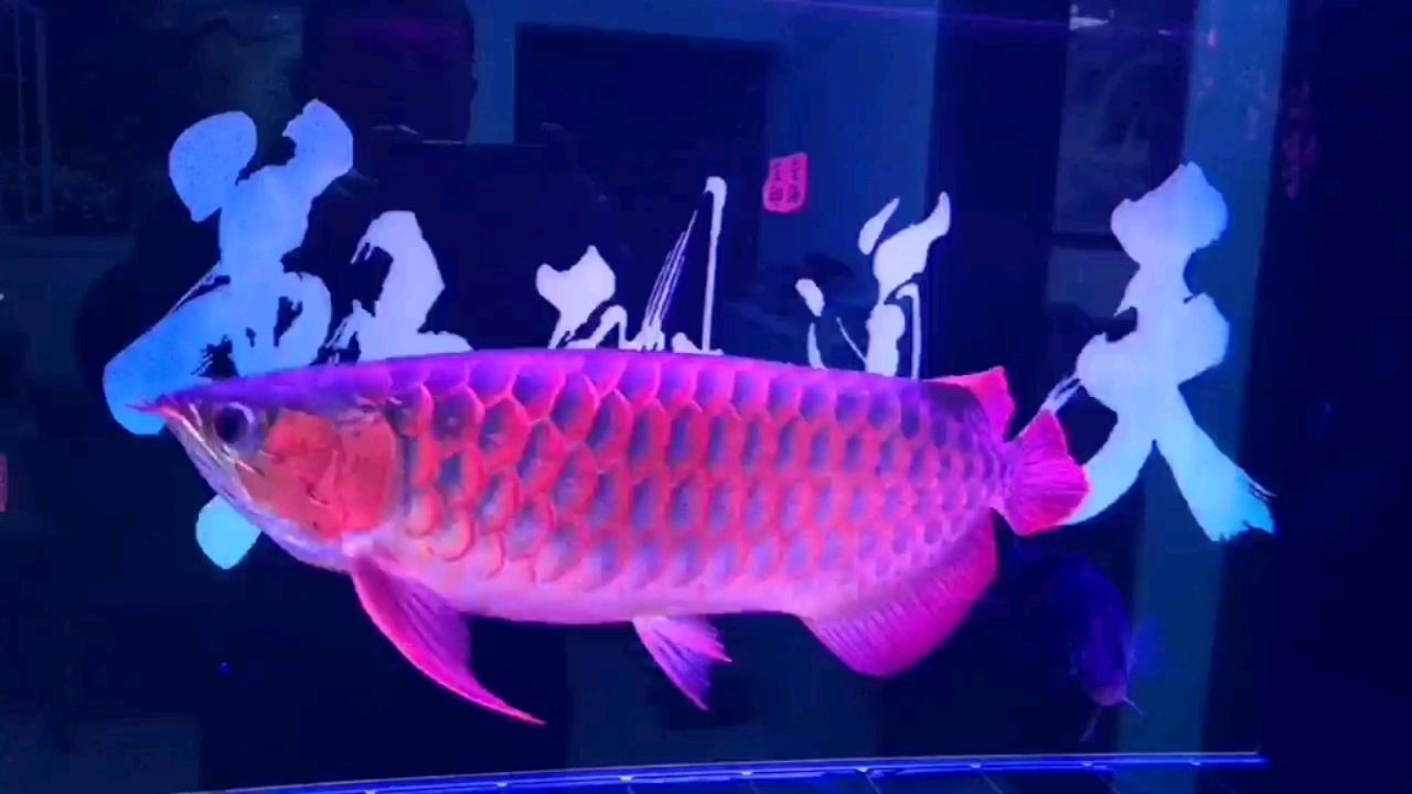原生魚缸造景教程（ 原生魚缸造景視頻） 原生魚缸造景教程（ 原生魚缸造景視頻） 泗水龍魚