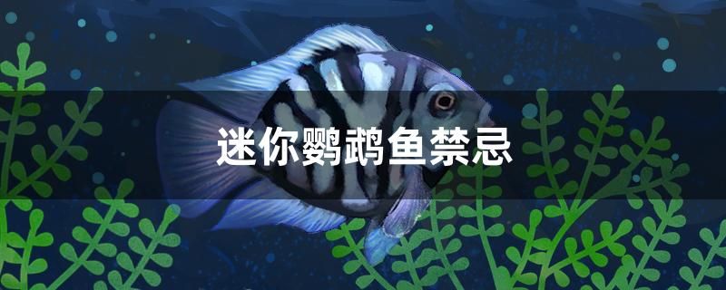迷你鸚鵡魚禁忌 迷你鸚鵡魚禁忌 元寶鳳凰魚百科