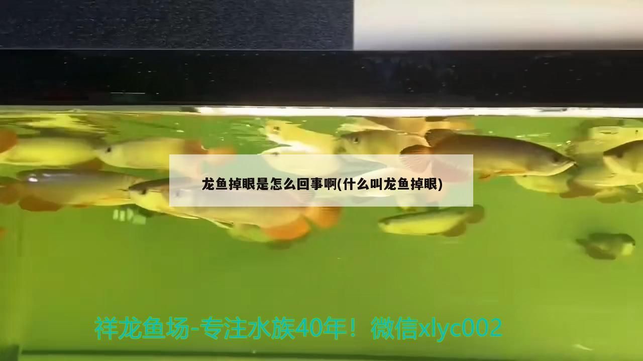 龍魚掉眼是怎么回事啊(什么叫龍魚掉眼) 龍魚掉眼是怎么回事啊(什么叫龍魚掉眼) 黃金貓魚百科
