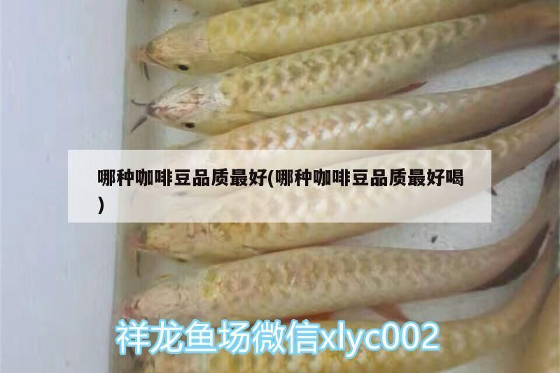 魚缸過濾器選購指南:自制魚缸過濾器魚缸上置過濾器對于養(yǎng)魚愛好者的必備知識 哪種咖啡豆品質(zhì)最好(哪種咖啡豆品質(zhì)最好喝) 馬來西亞咖啡 哪種咖啡豆品質(zhì)最好(哪種咖啡豆品質(zhì)最好喝) 哪種咖啡豆品質(zhì)最好(哪種咖啡豆品質(zhì)最好喝) 馬來西亞咖啡