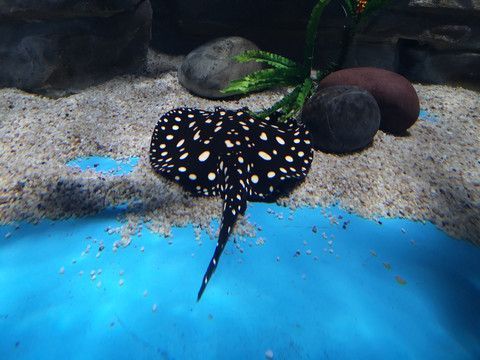 魟魚繁殖缸：魟魚繁殖缸的設計與選擇