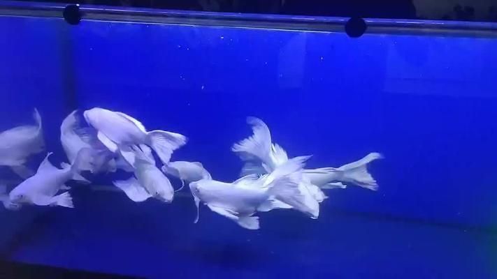 蝴蝶錦鯉幼苗圖片（關(guān)于蝴蝶錦鯉幼苗的圖片及特征）
