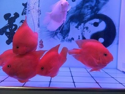 森森跟yee哪個(gè)好