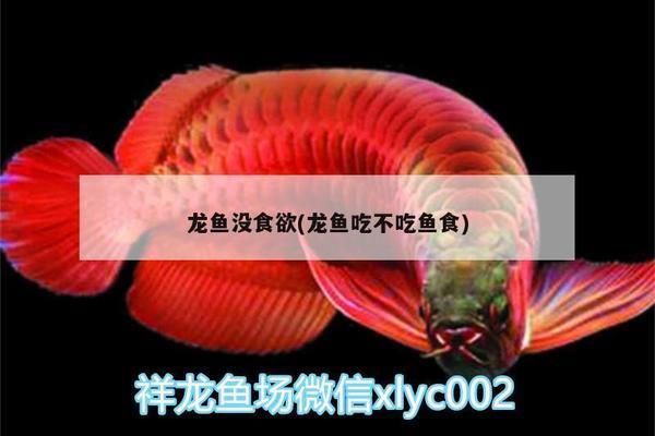 龍魚吃魚糧嗎vs祥龍魚場(chǎng)：龍魚可以吃魚糧嗎