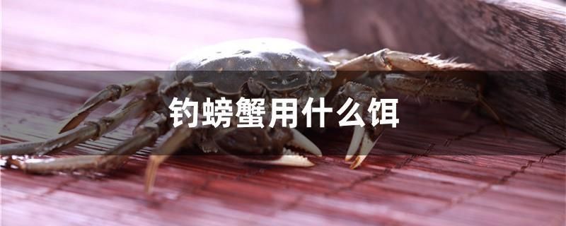 釣螃蟹用什么餌 釣螃蟹用什么餌 元寶鳳凰魚百科 第1張