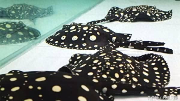 魟魚一次繁殖幾個小時能長大啊：關于魟魚繁殖的一些詳細信息 魟魚一次繁殖幾個小時能長大啊：關于魟魚繁殖的一些詳細信息 魟魚百科 第3張