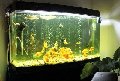 金龍魚生活環境布置技巧：金龍魚生活環境布置技巧金龍魚生活環境布置技巧 金龍魚生活環境布置技巧：金龍魚生活環境布置技巧金龍魚生活環境布置技巧 金龍魚百科 第4張