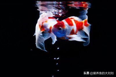 魚缸水都是泡沫怎么回事，如何減少魚缸泡沫