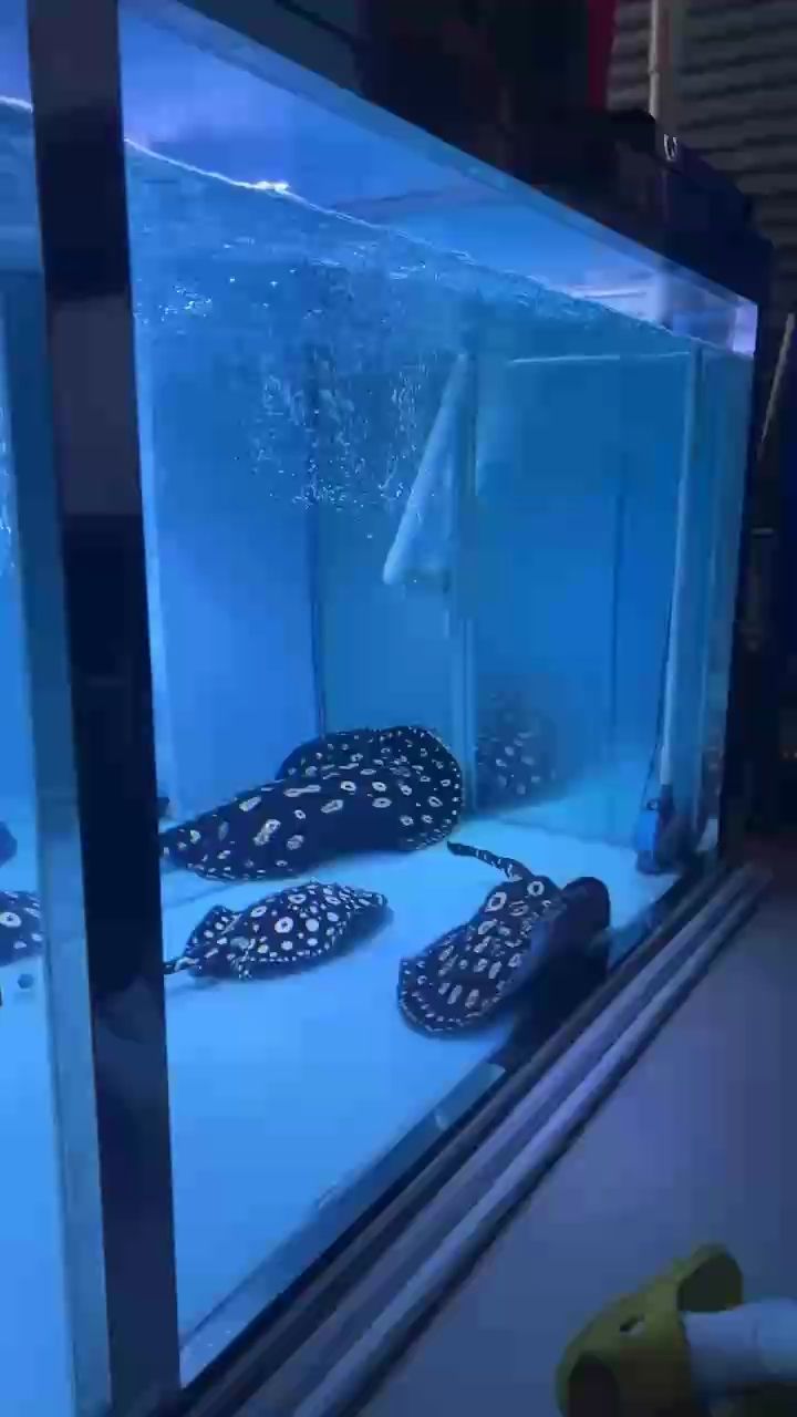 期待