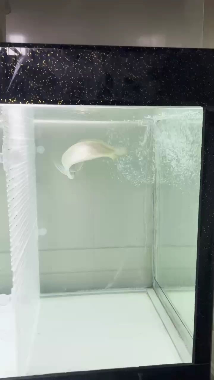 罪魁禍首找出來。5條小龍都安靜了。