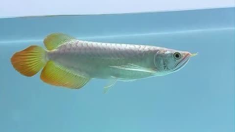 龍魚的食物vs祥龍魚場：“龍魚的食物”與“祥龍魚場”之間的關(guān)系，祥龍魚場價格對比