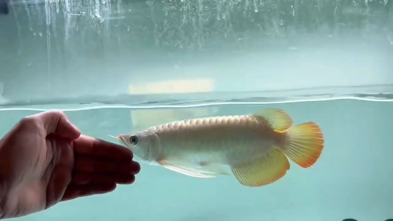 潛力股 潛力股 龍魚論壇
