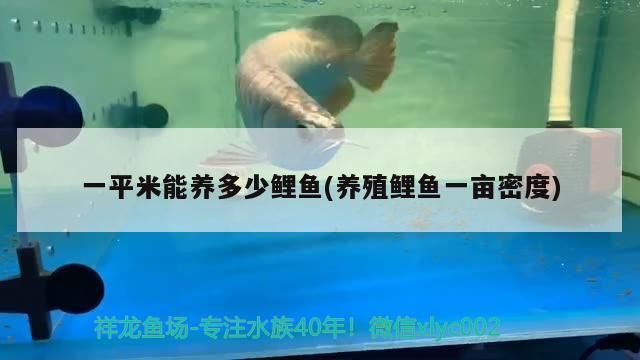一平米能養多少鯉魚(養殖鯉魚一畝密度)