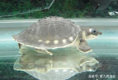 豬鼻龜最忌三種東西嗎圖片：豬鼻龜飼養需要注意哪些點