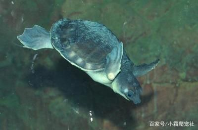 豬鼻龜最忌三種東西嗎圖片：豬鼻龜飼養需要注意哪些點