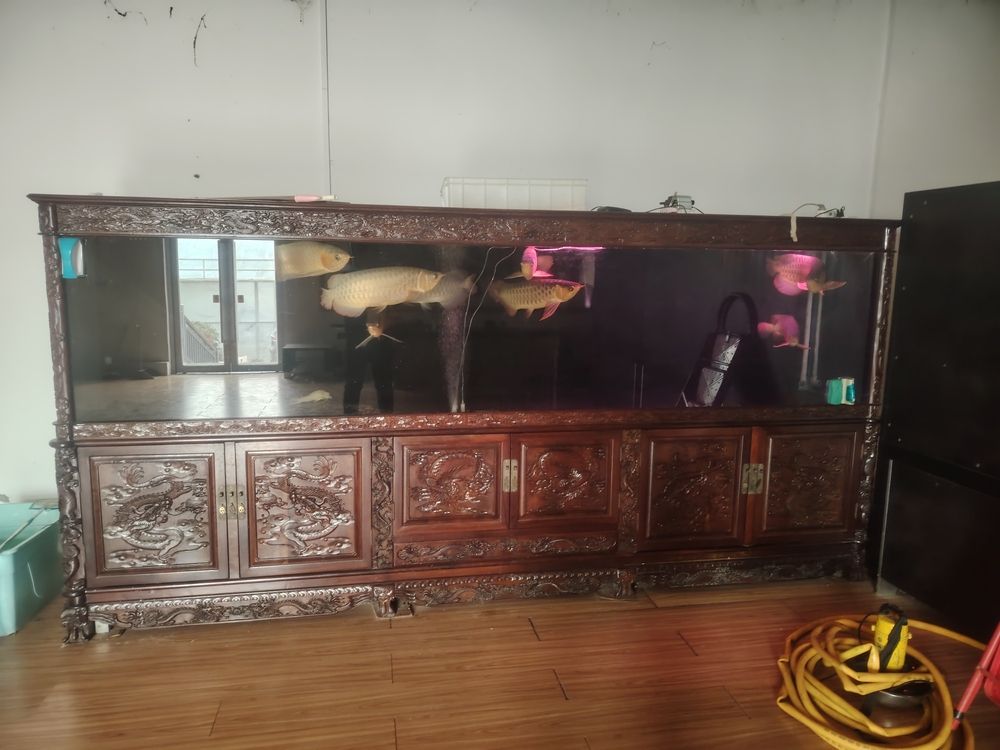 足尺58公分大紅龍清倉