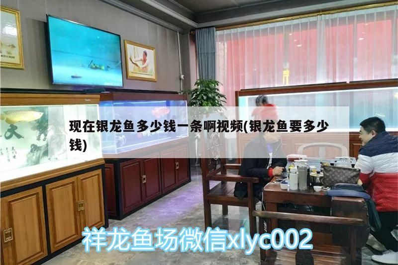 現(xiàn)在銀龍魚多少錢一條啊視頻(銀龍魚要多少錢) 現(xiàn)在銀龍魚多少錢一條啊視頻(銀龍魚要多少錢) 銀龍魚百科