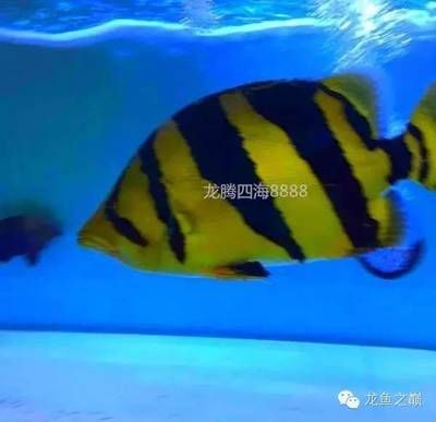 印尼虎背鰭上發白：印尼虎背鰭上發白是怎么回事？
