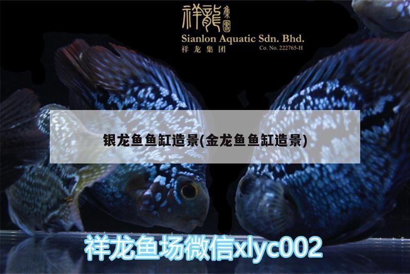 銀龍魚魚缸造景(金龍魚魚缸造景)