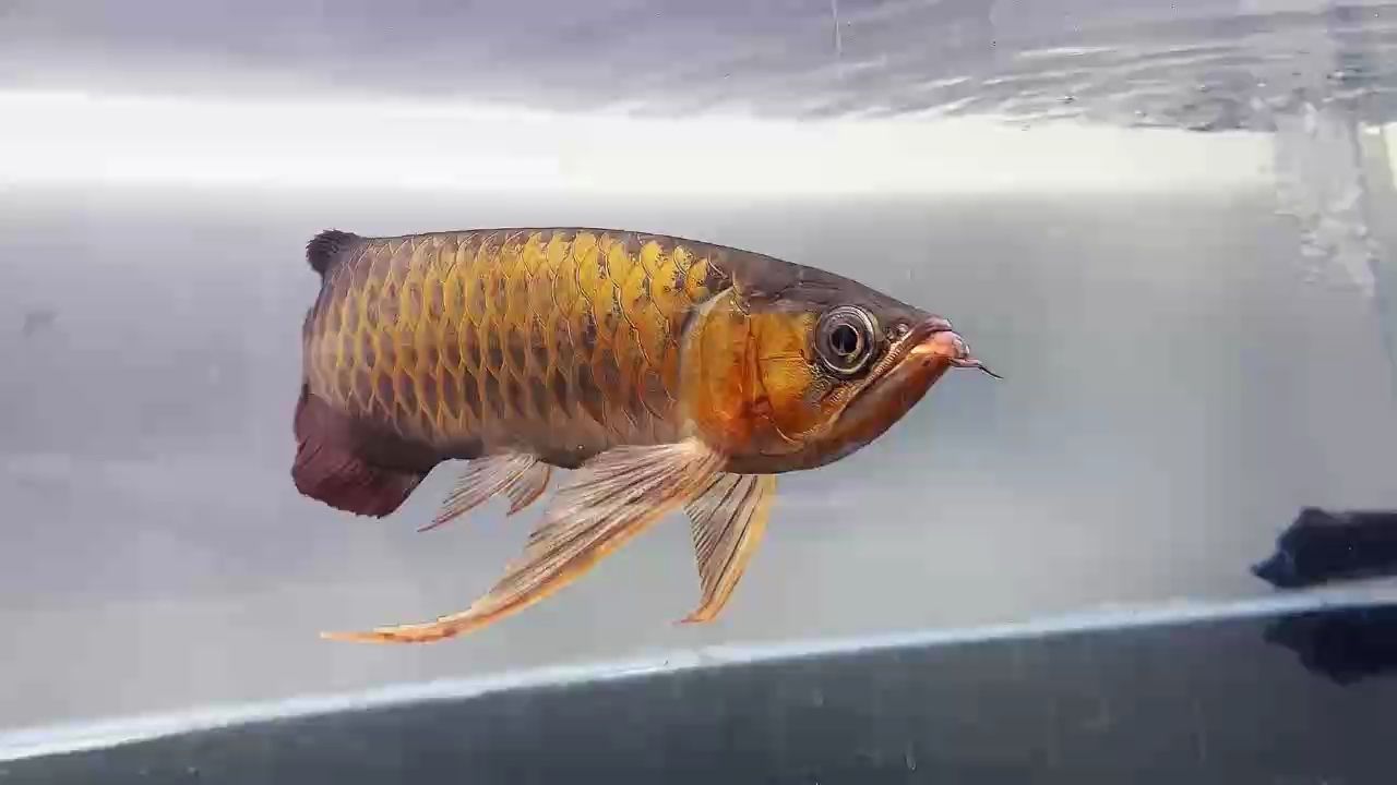 綠皮頂級下卦彎刀鰭 綠皮頂級下卦彎刀鰭 龍魚論壇