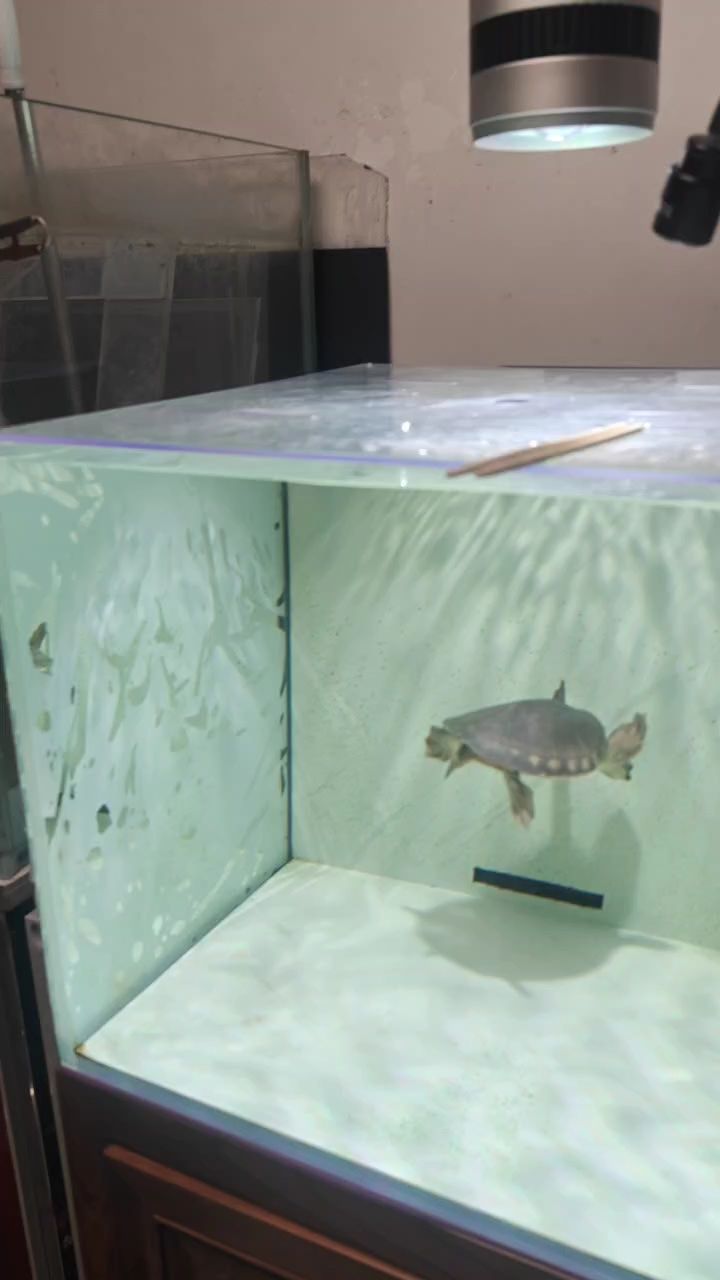 魚缸過濾器選購指南:自制魚缸過濾器魚缸上置過濾器對于養魚愛好者的必備知識 龍魚缸 龍魚論壇 龍魚缸 龍魚缸 龍魚論壇