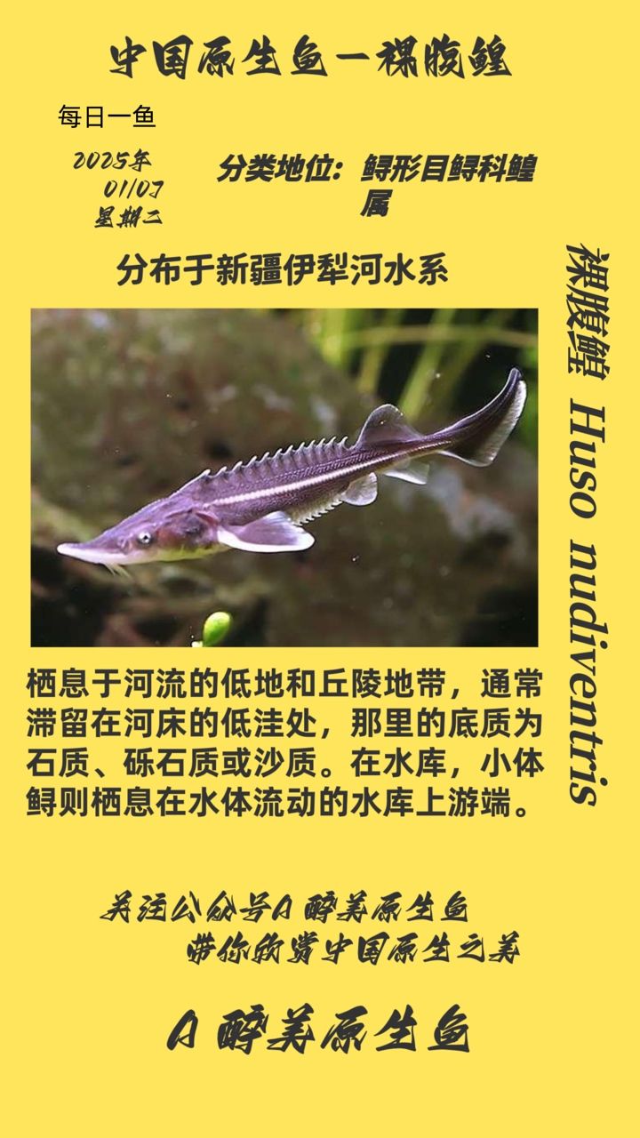 裸腹鰉 裸腹鰉 龍魚論壇